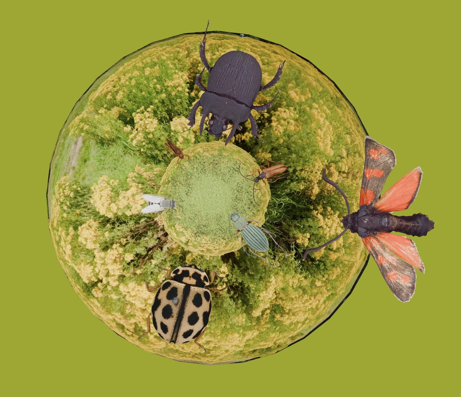 Giant Insect World